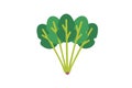 Vector illustration of simple and cute spinach